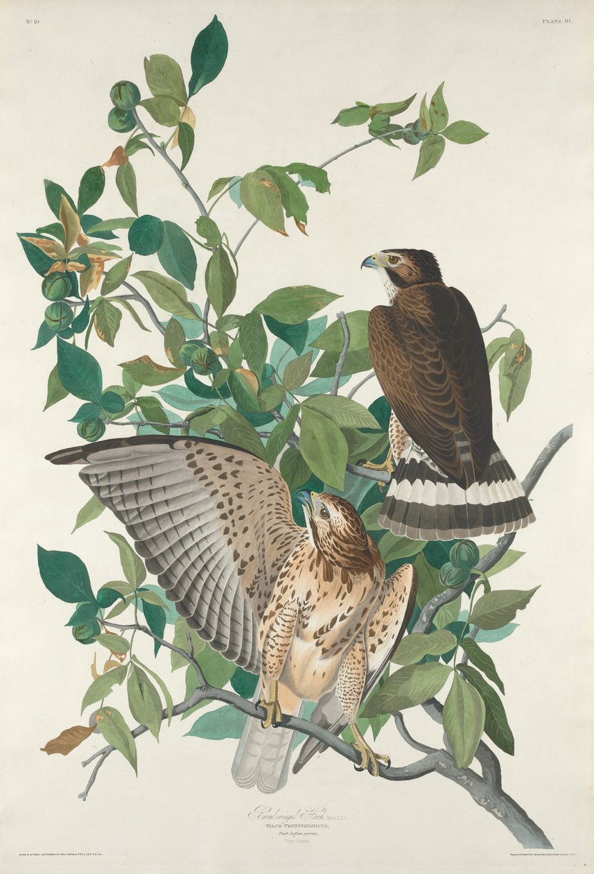 Szerokoskrzydły Jastrząb, 1830. autorstwa Robert Havell