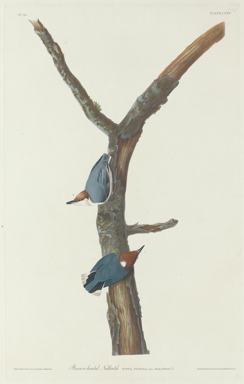 Brązowogłowy Kowalik, 1831. autorstwa Robert Havell