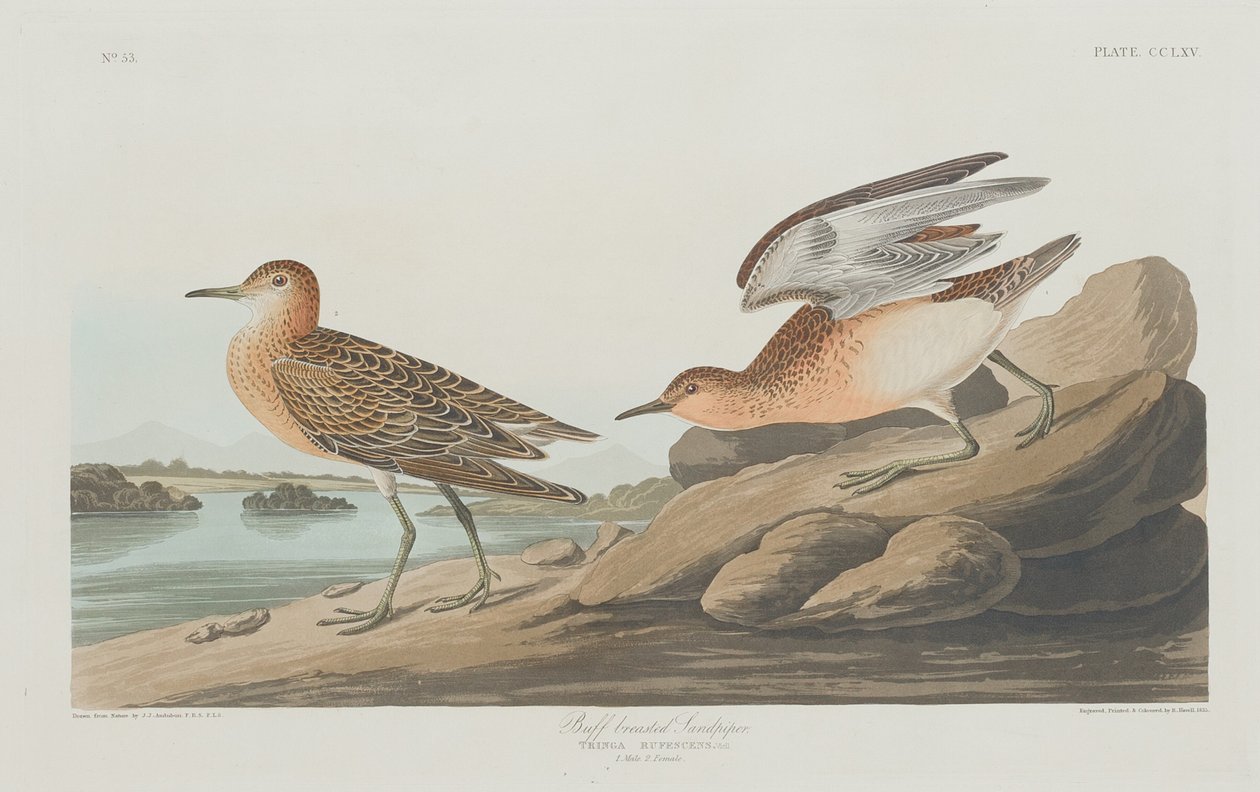 Sandpiper płowopierśny, 1835. autorstwa Robert Havell