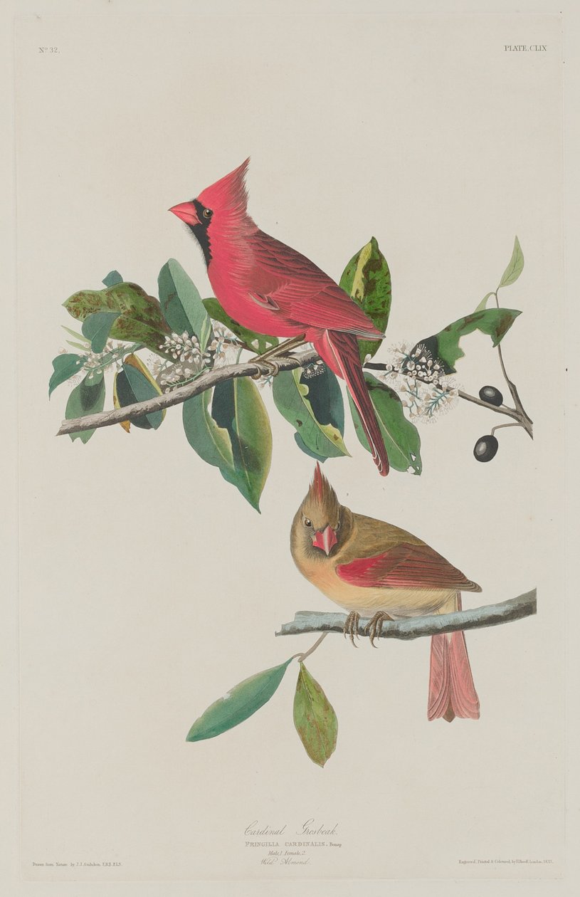 Kardynał Grosbeak, 1833. autorstwa Robert Havell
