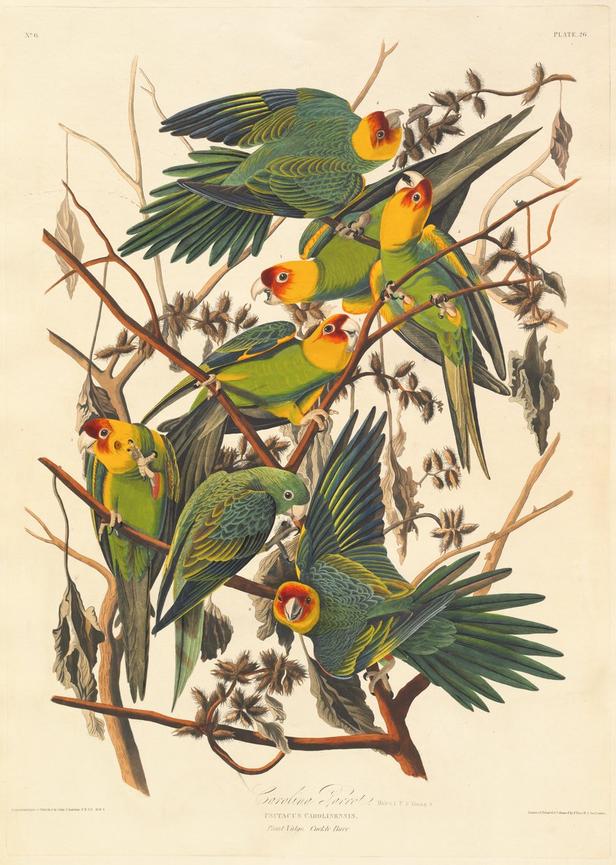 Papuga Caroline, 1827. autorstwa Robert Havell