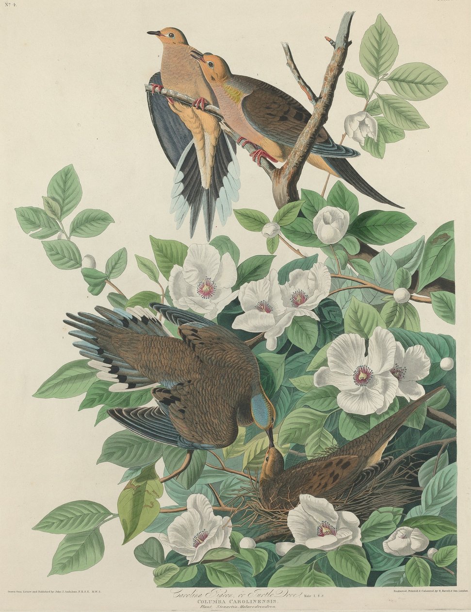 Carolina Pigeon lub Turtle Dove, 1827. autorstwa Robert Havell