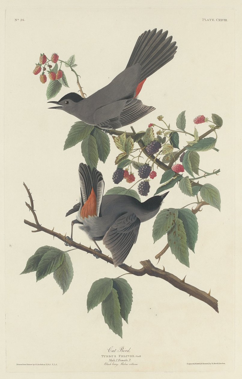 Kot Ptak, 1832. autorstwa Robert Havell