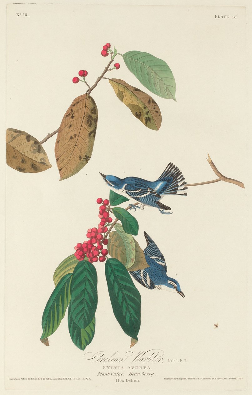 Pokrzewka, 1828. autorstwa Robert Havell