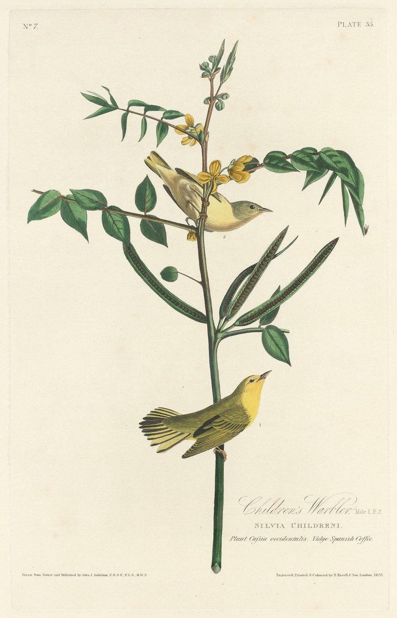 Pokrzewka dziecięca, 1828. autorstwa Robert Havell