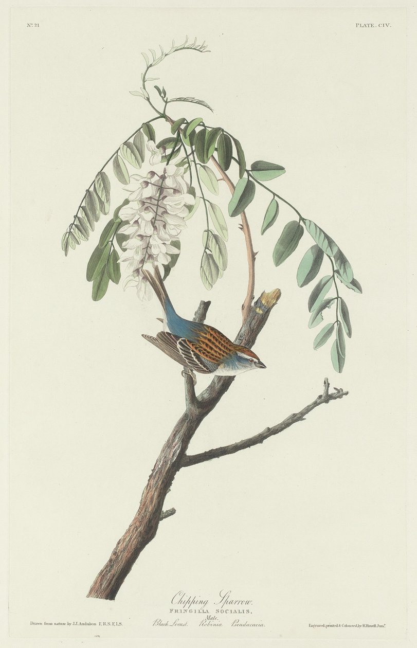 Wróbel, 1831. autorstwa Robert Havell