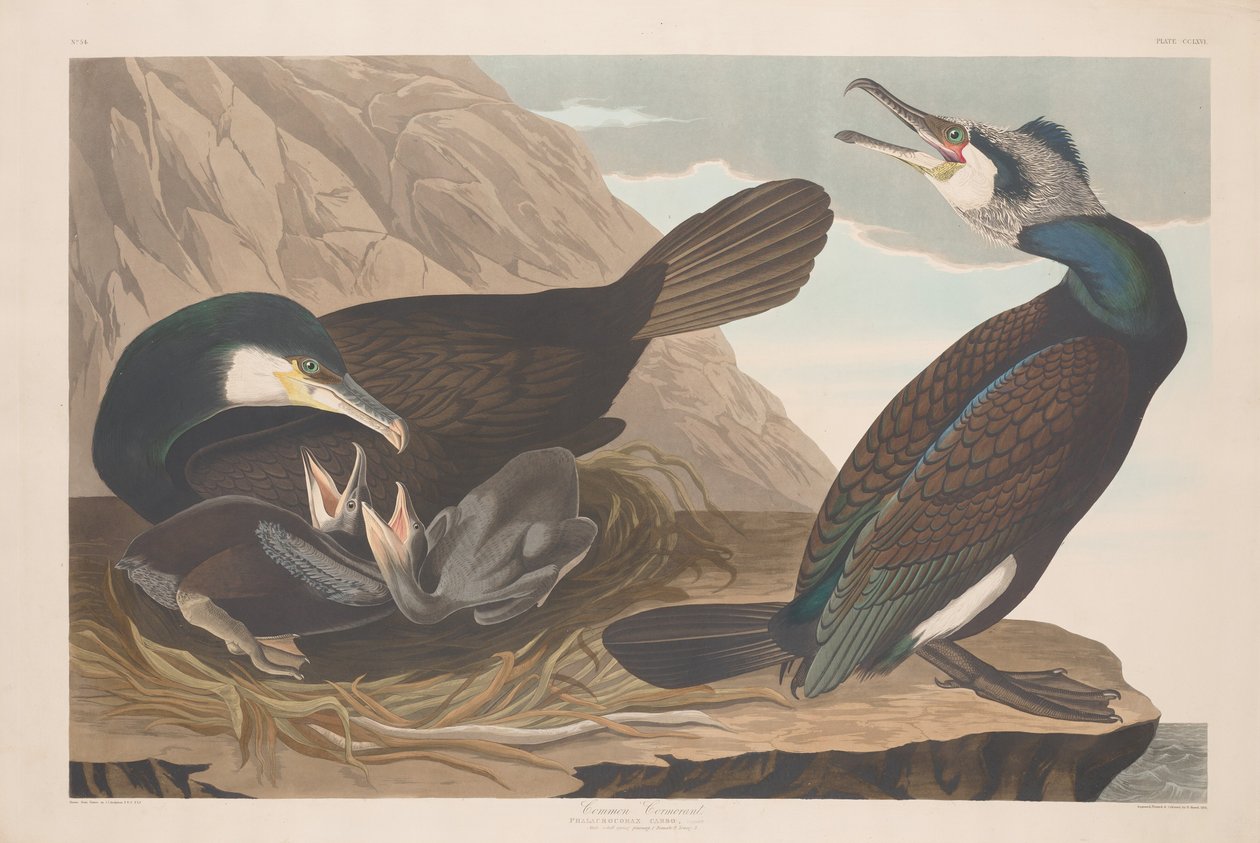Kormoran pospolity, 1835 r. autorstwa Robert Havell