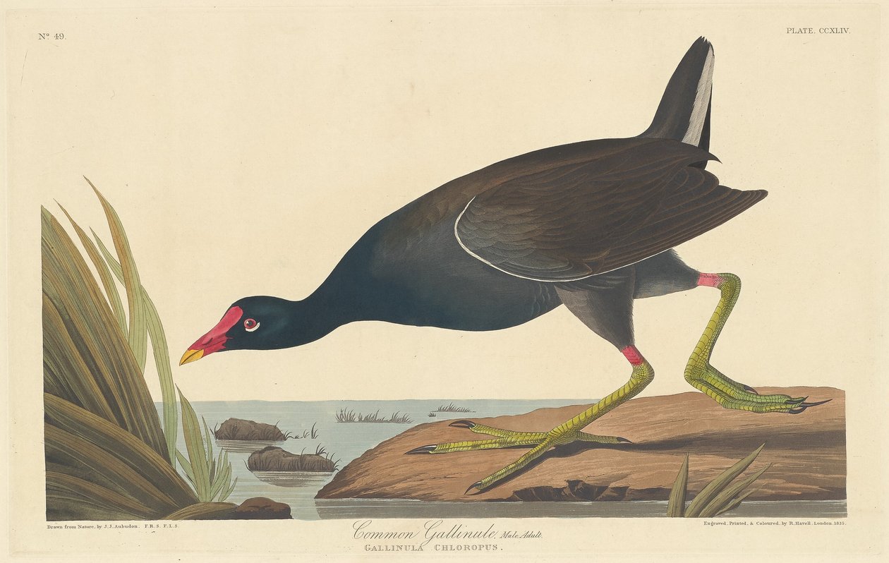 Wspólna Gallinule, 1835. autorstwa Robert Havell