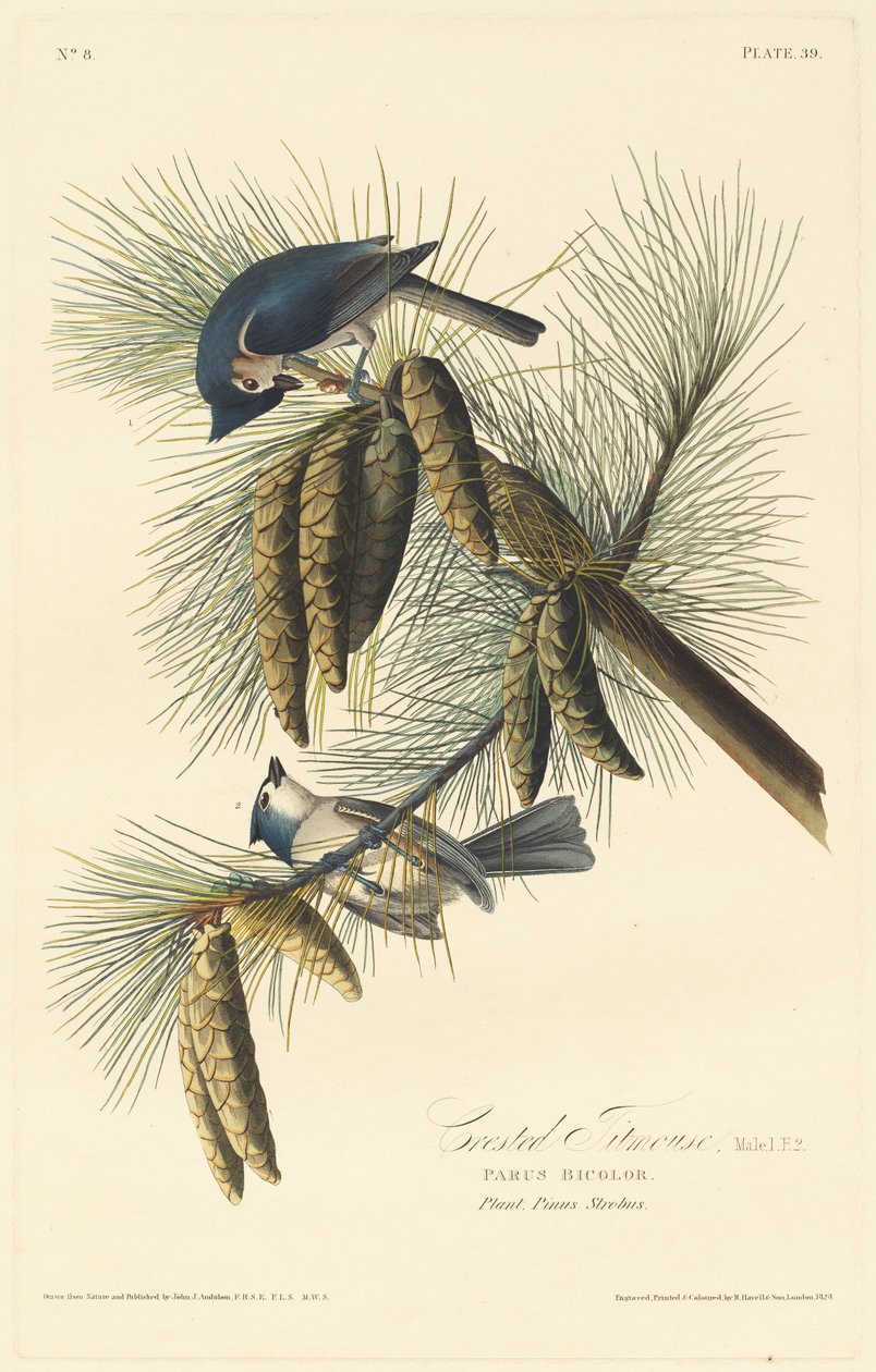 Sikora czubata, 1828. autorstwa Robert Havell