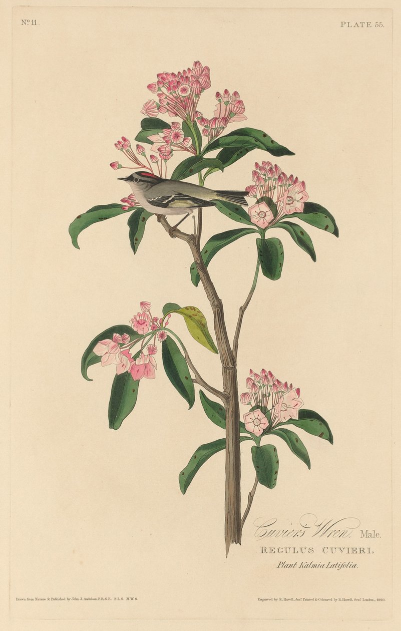 Strzyżyk Cuviera, 1829. autorstwa Robert Havell