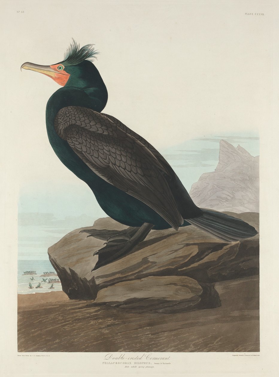 Kormoran dwuczuby, 1835. autorstwa Robert Havell
