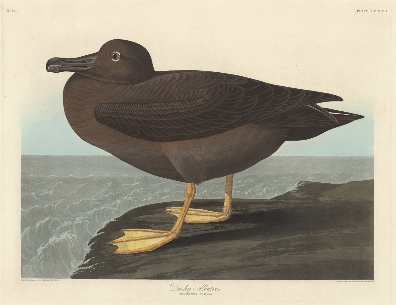 Ciemny Albatros, 1838. autorstwa Robert Havell