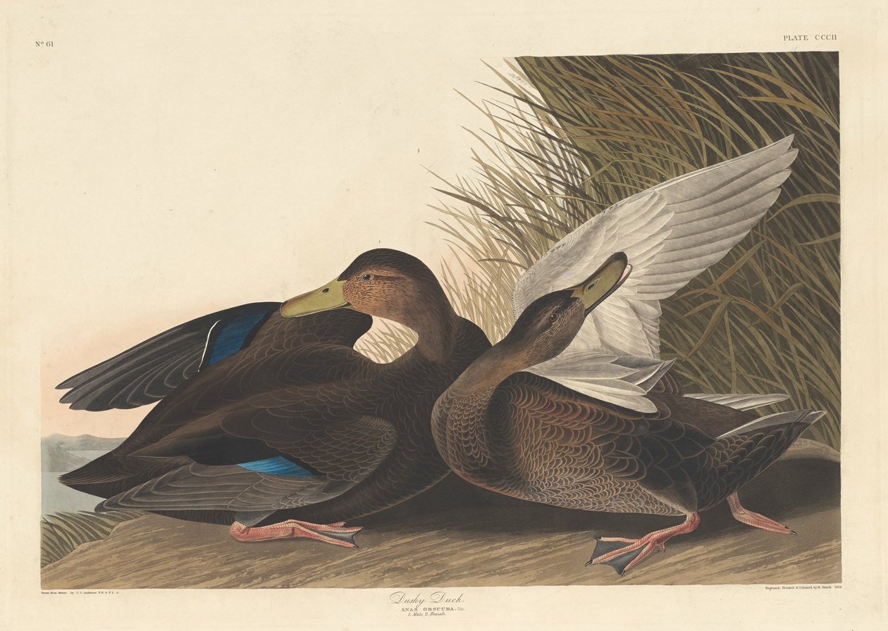 Mroczna kaczka, 1836. autorstwa Robert Havell