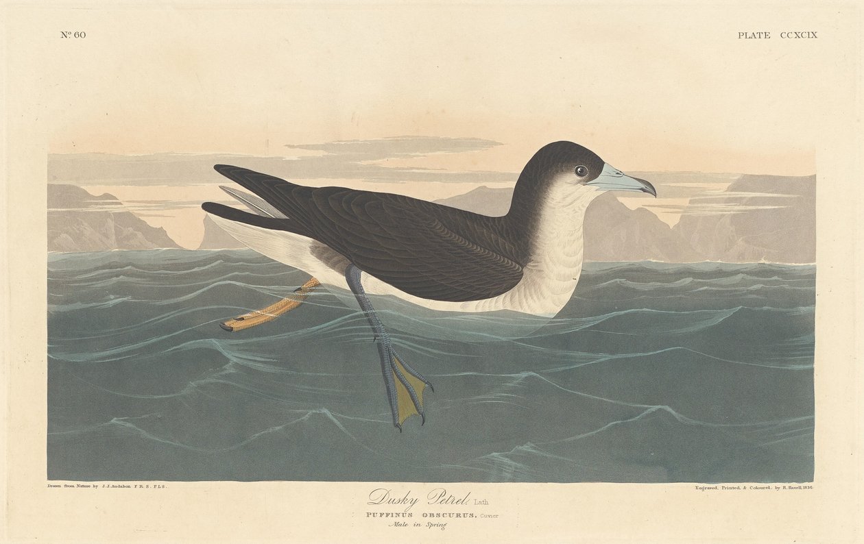 Ciemny Petrel, 1836. autorstwa Robert Havell