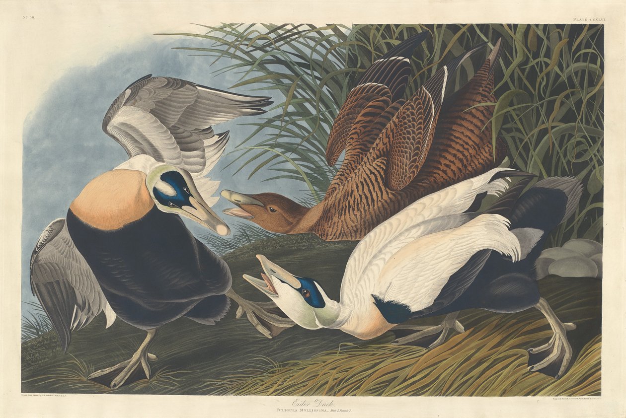 Kaczka edredonowa, 1835. autorstwa Robert Havell