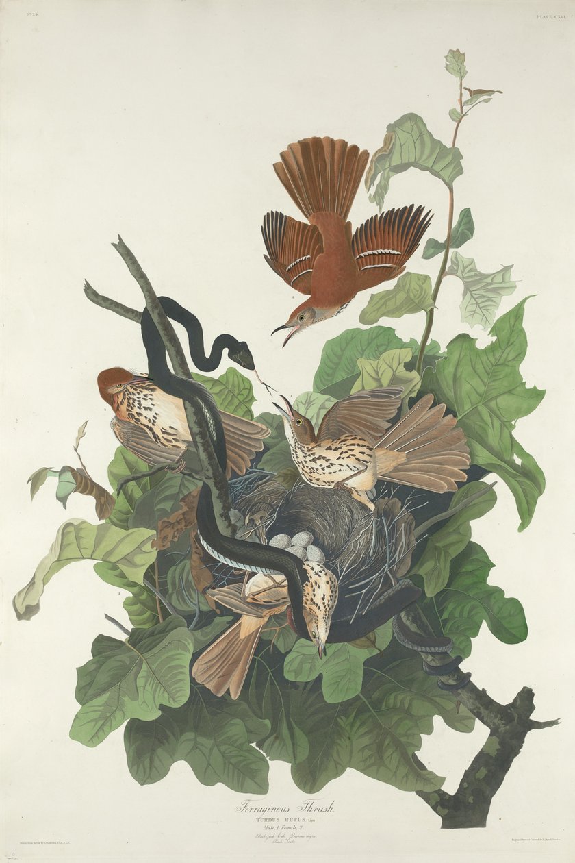 Drozd podgorzałka, 1831. autorstwa Robert Havell