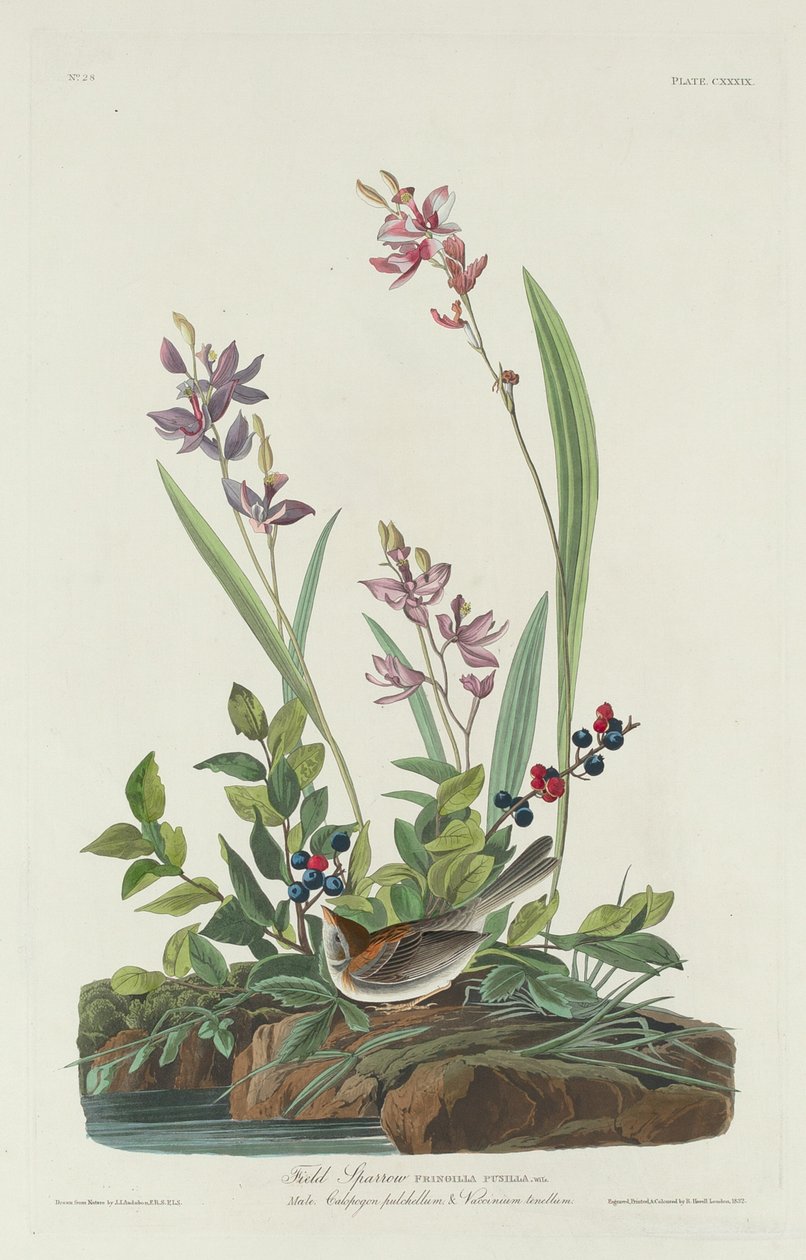 Wróbel polny, 1832. autorstwa Robert Havell