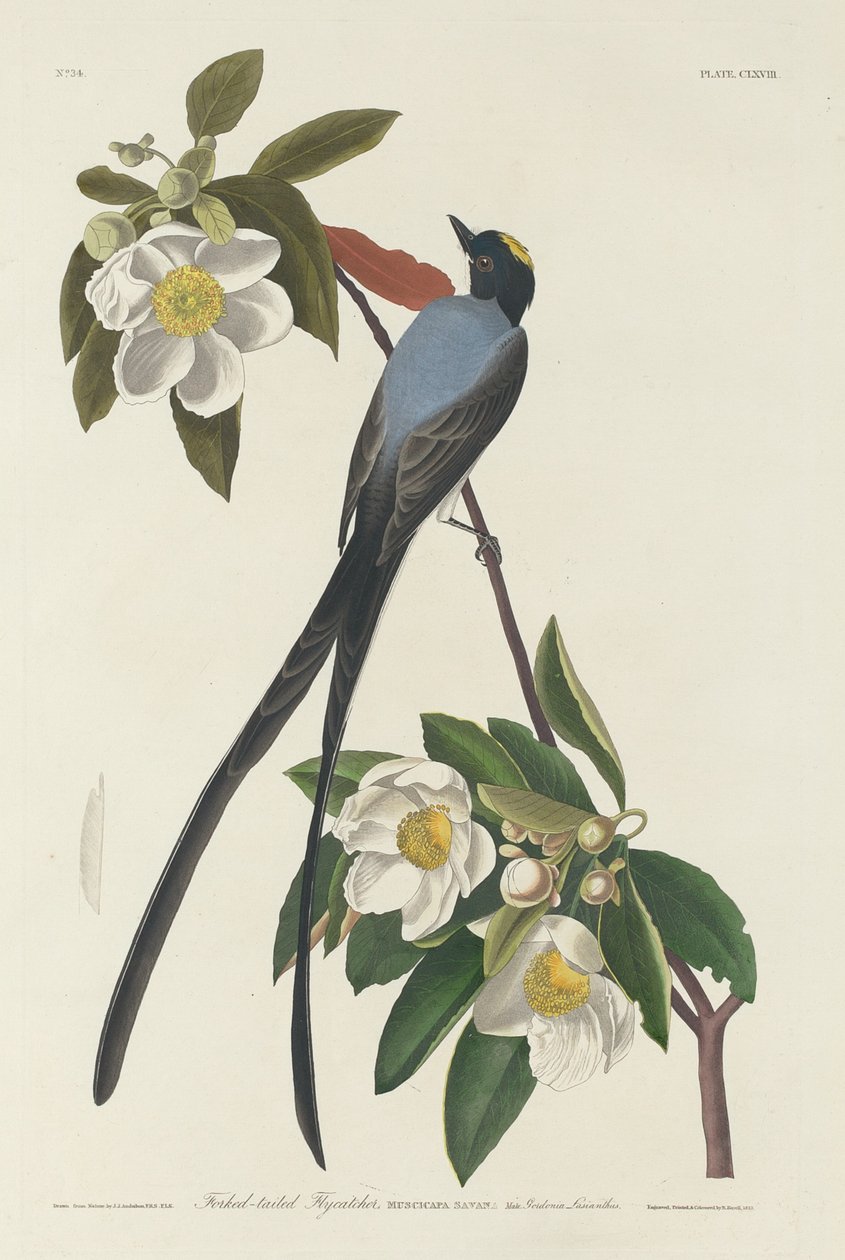 Muchołówka z rozwidlonym ogonem, 1833. autorstwa Robert Havell