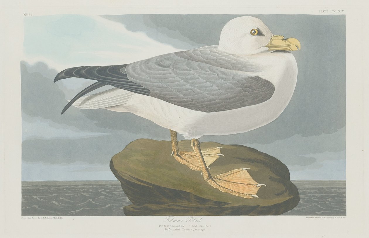 Fulmer Petrel, 1835. autorstwa Robert Havell