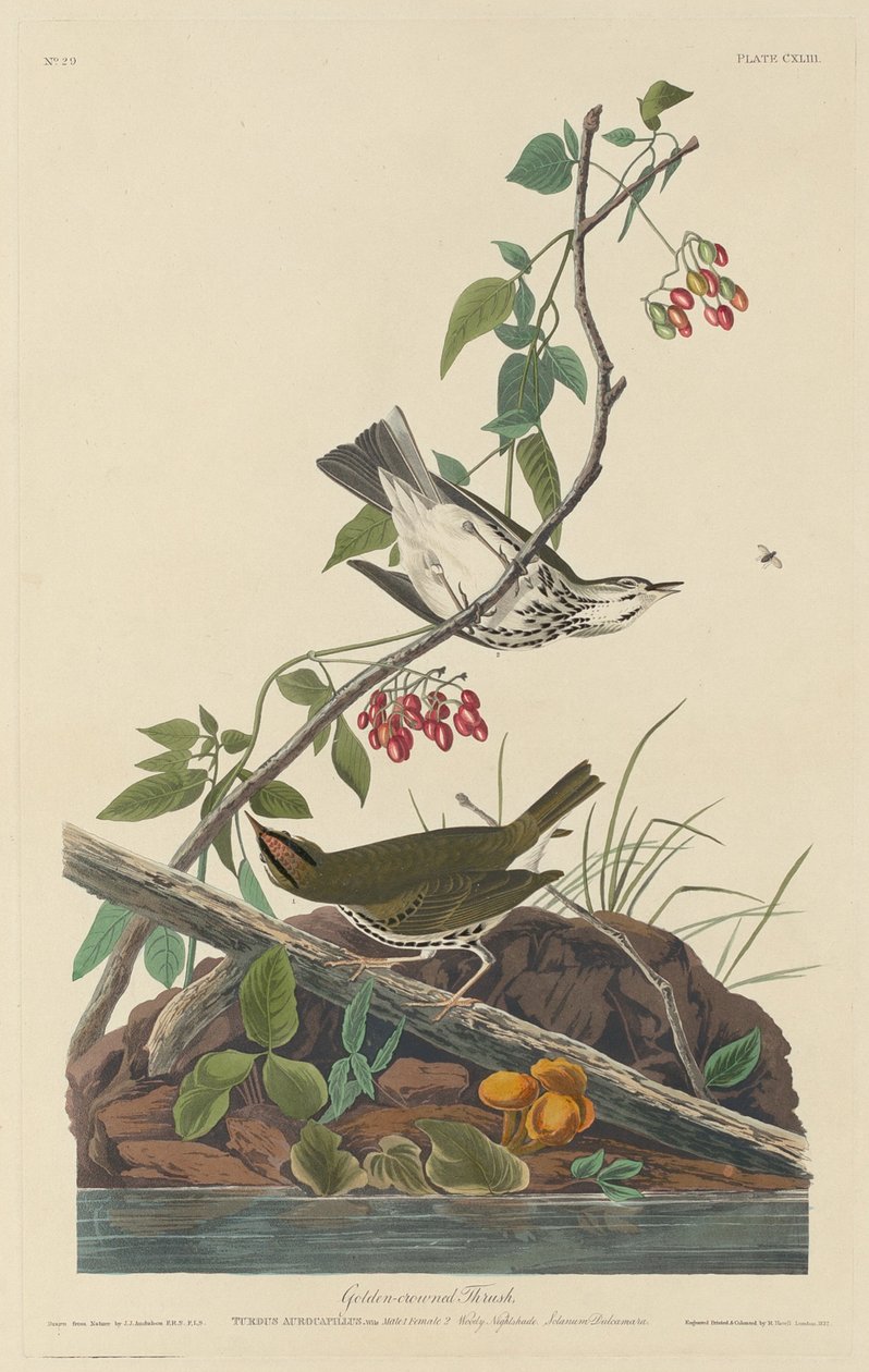 Drozd złotokoronowy, 1832. autorstwa Robert Havell