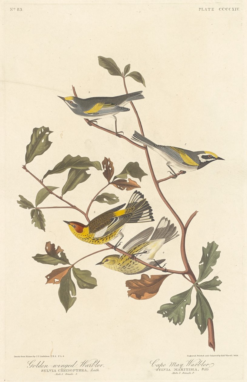 Świstówka złotoskrzydła i wodniczka Cape May, 1838. autorstwa Robert Havell