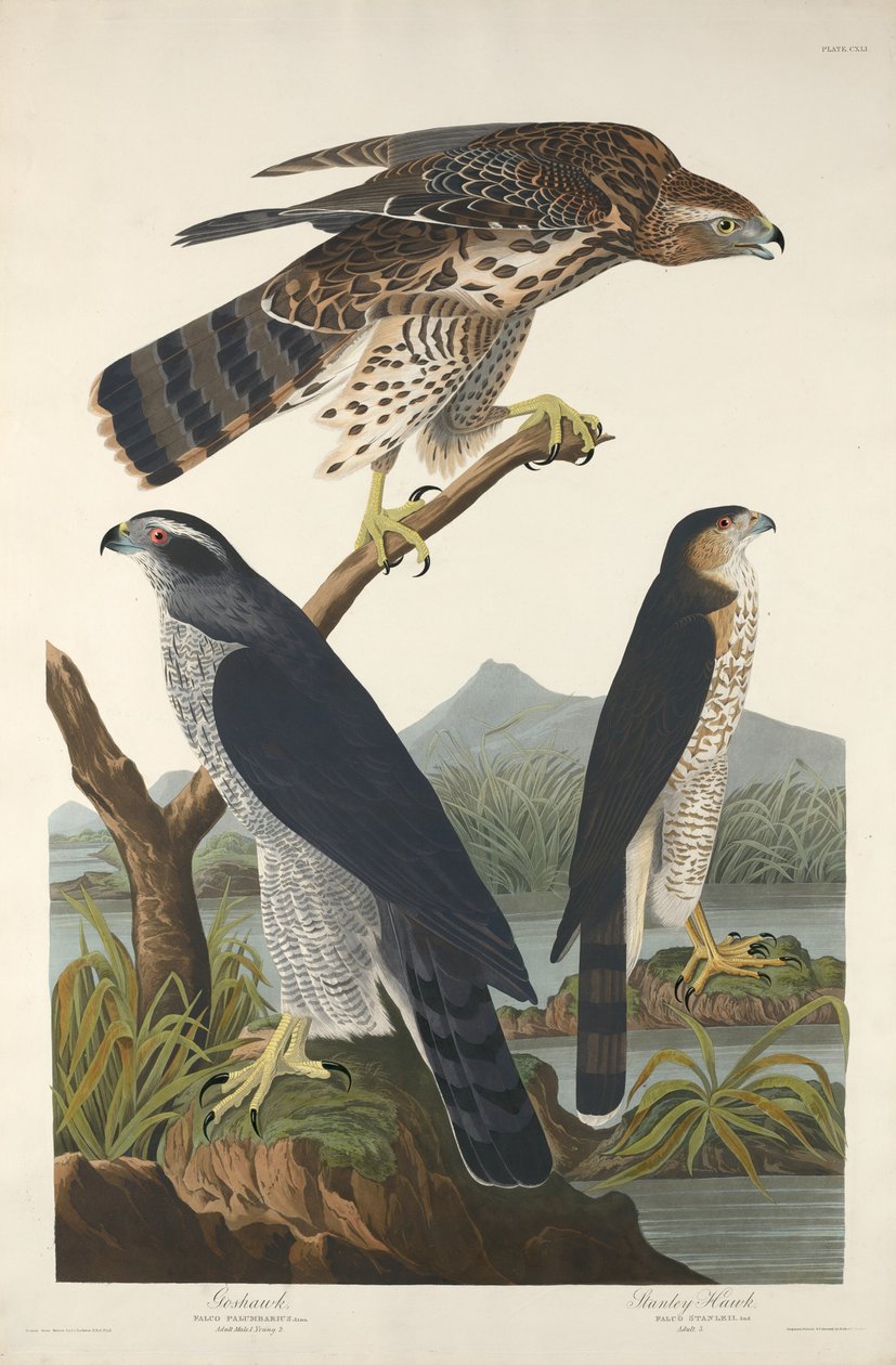 Goshawk i Stanley Hawk, 1832. autorstwa Robert Havell