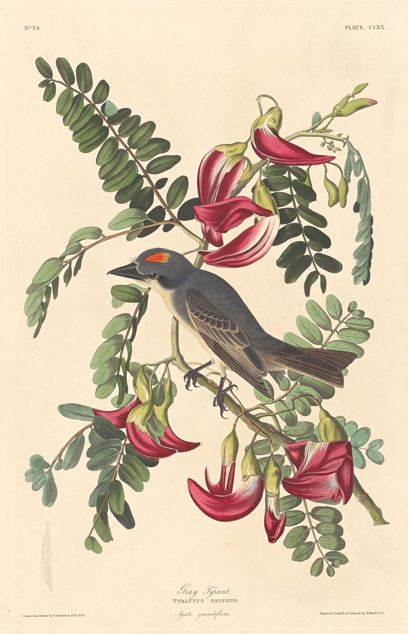 Szary Tyran, 1833. autorstwa Robert Havell