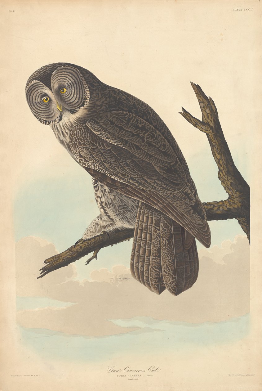 Puszczyk zwyczajny, 1837. autorstwa Robert Havell
