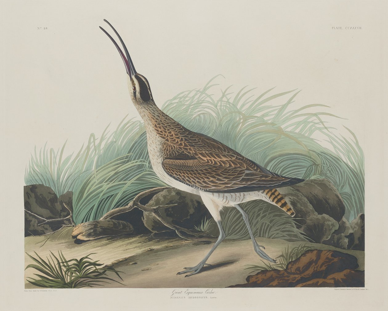 Eskimosi Wielki Kulik, 1835. autorstwa Robert Havell