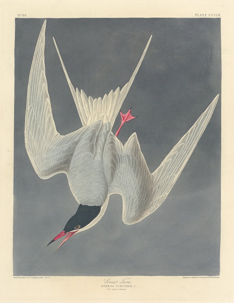 Rybitwa wielka, 1836 r. autorstwa Robert Havell