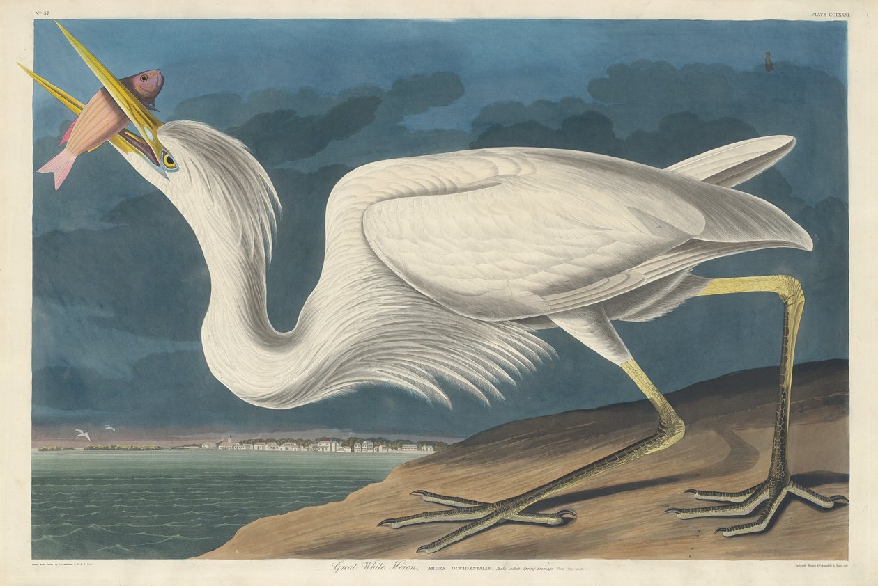 Czapla biała, 1835. autorstwa Robert Havell