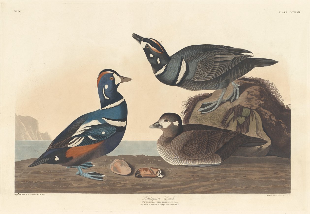 Kaczka Arlekin, 1836. autorstwa Robert Havell