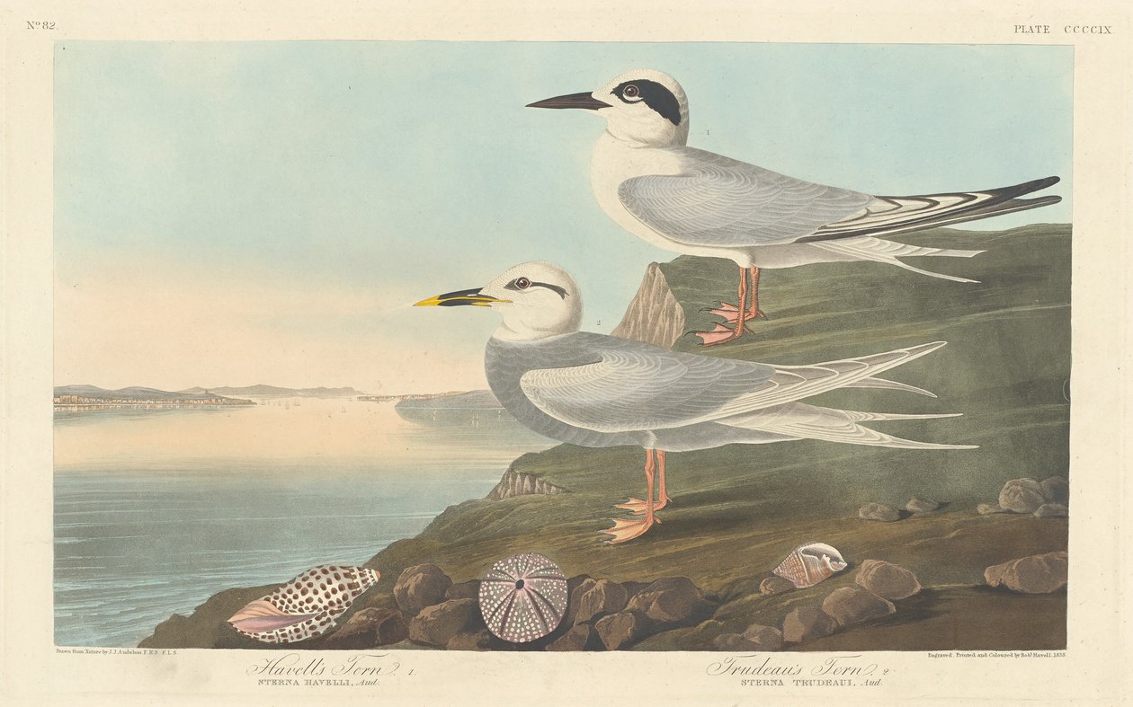 Rybitwa Havella i Rybitwa Trudeau, 1838. autorstwa Robert Havell