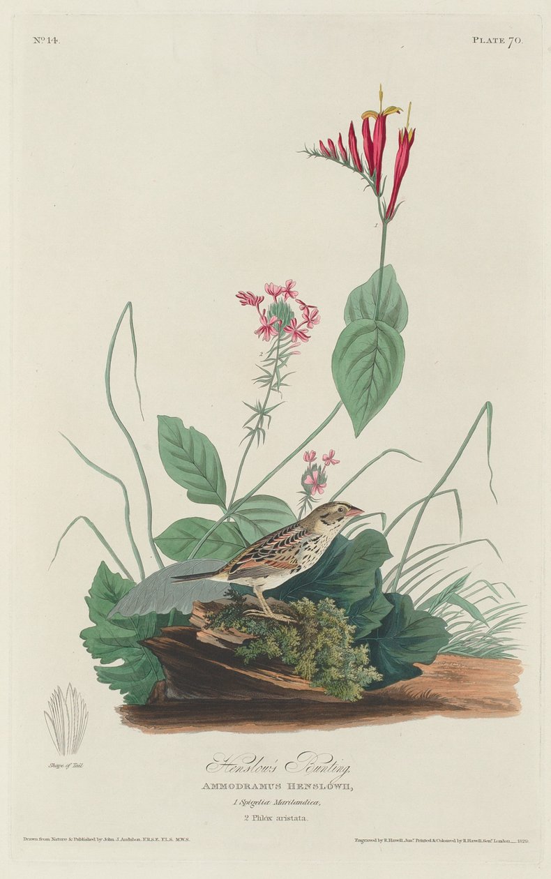 Trznadel Henslowa, 1829. autorstwa Robert Havell
