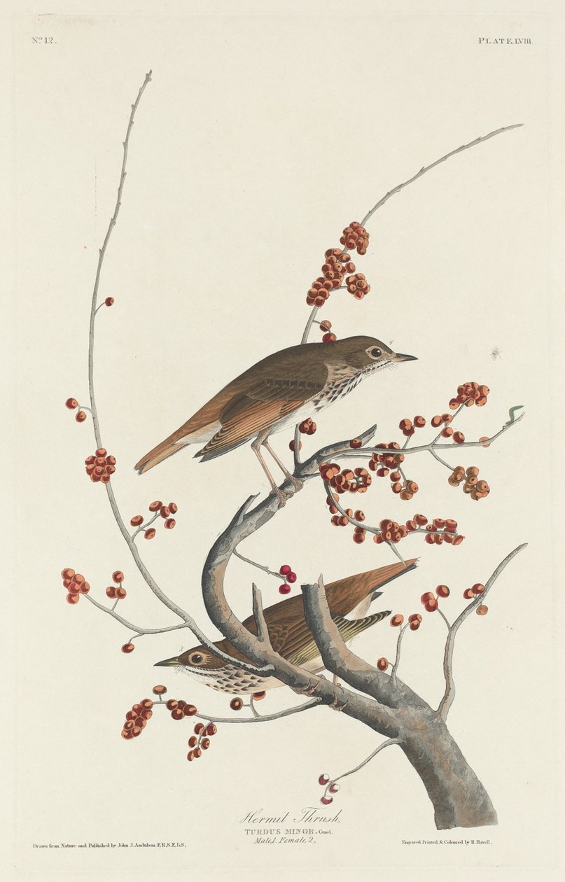 Drozd pustelnik, 1829. autorstwa Robert Havell