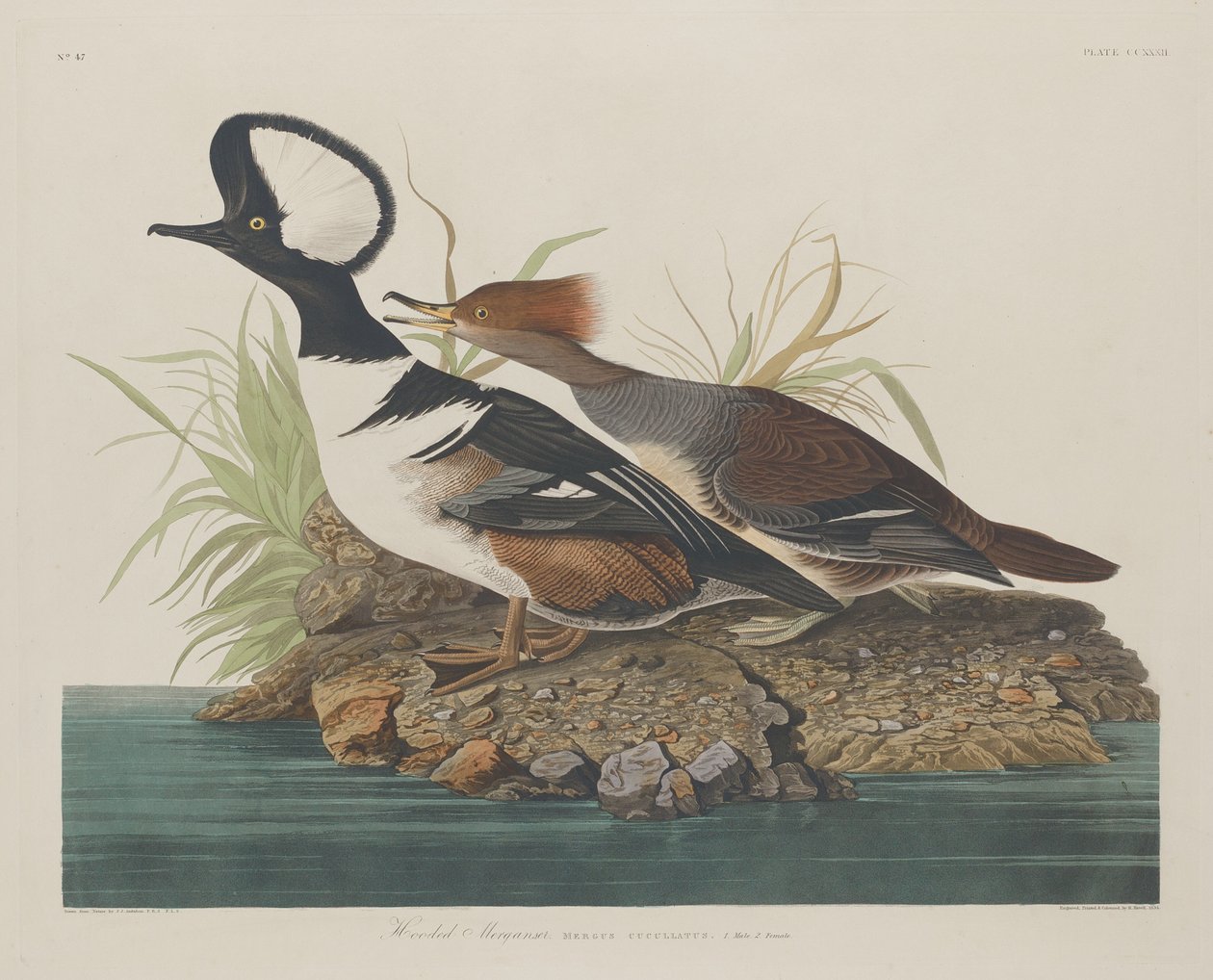 Zakapturzony nurogęś, 1834. autorstwa Robert Havell