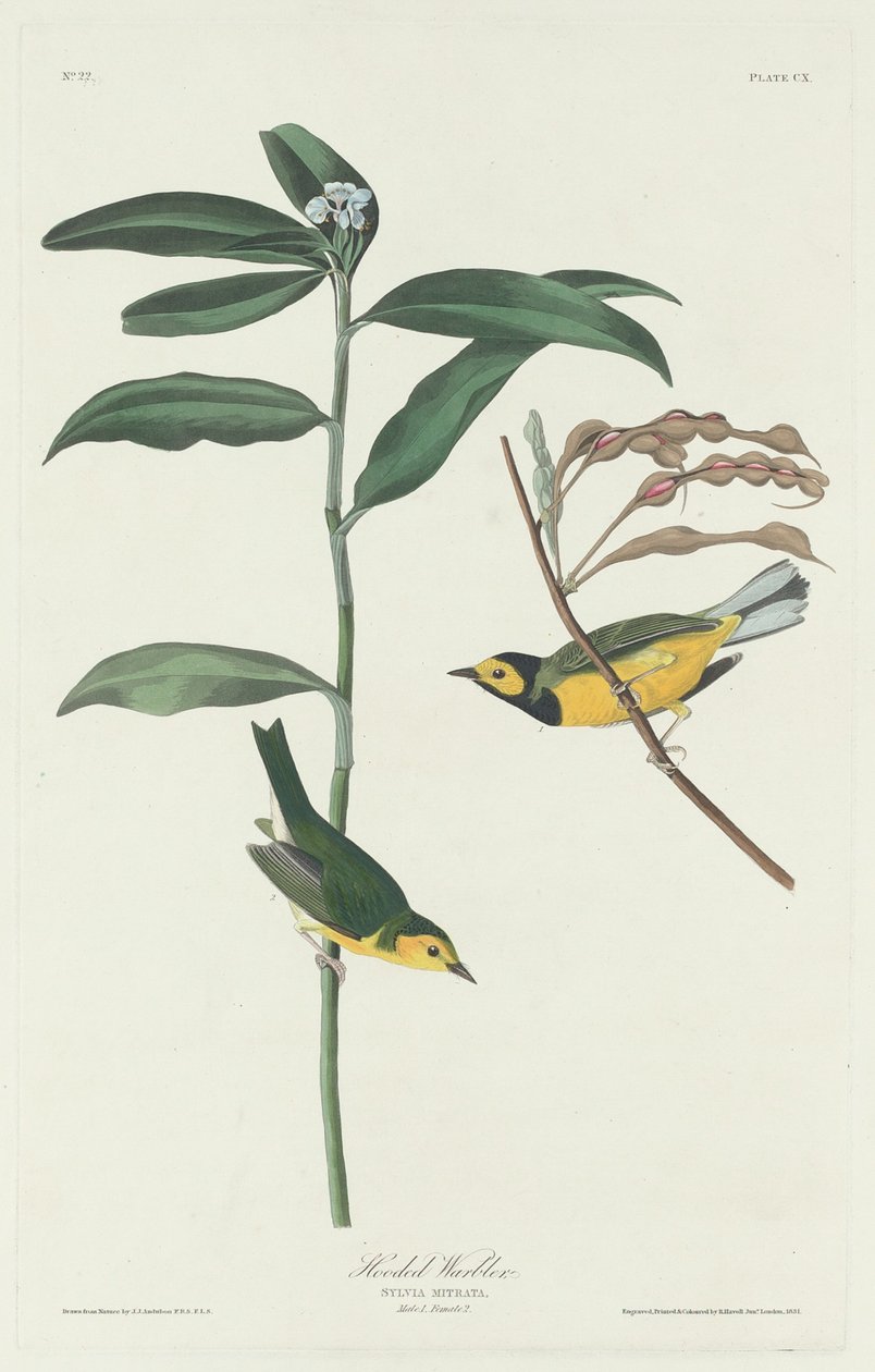Pokrzewka z kapturem, 1831. autorstwa Robert Havell