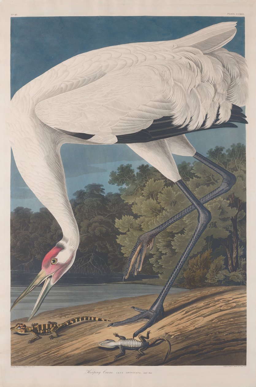 Obracający się żuraw, 1834. autorstwa Robert Havell