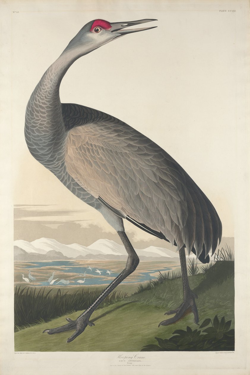 Obracający się żuraw, 1835. autorstwa Robert Havell
