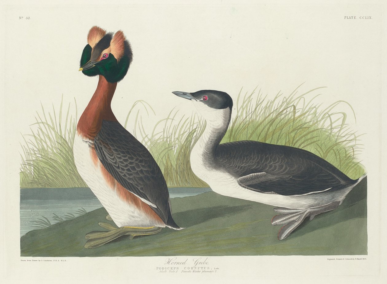 Perkoz rogaty, 1835. autorstwa Robert Havell
