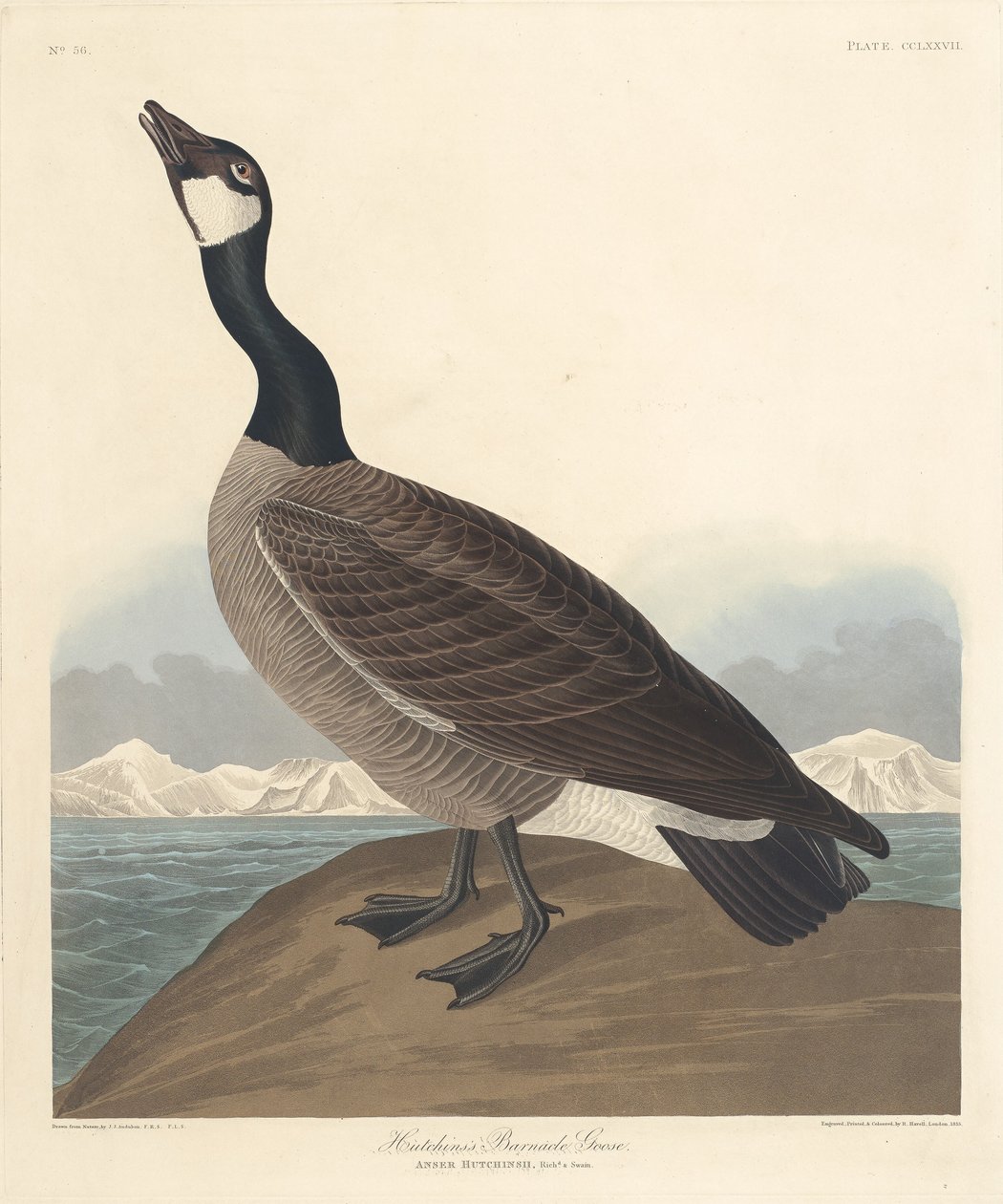 Bernikla Hutchina, 1835. autorstwa Robert Havell