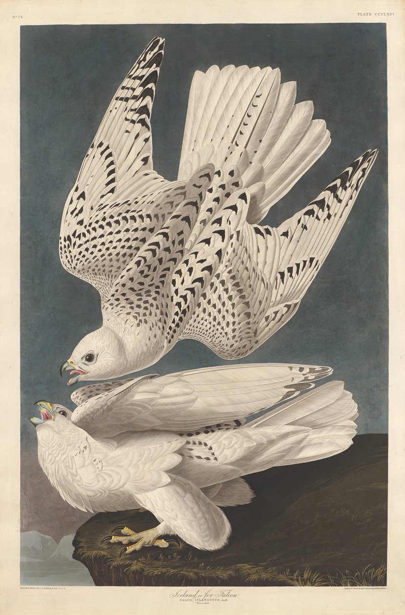 Islandia lub Jer Falcon, 1837. autorstwa Robert Havell