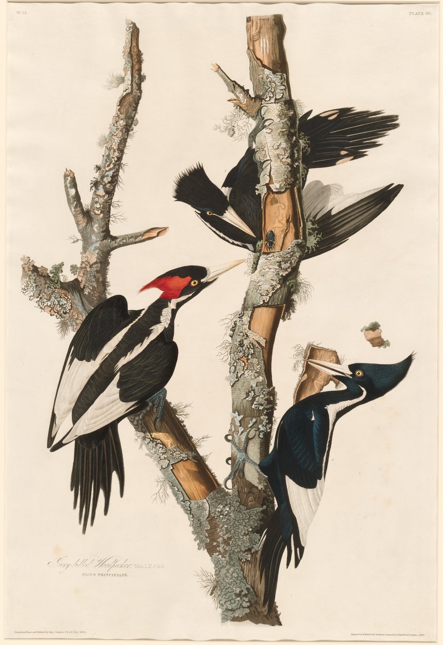 Dzięcioł z kości słoniowej, 1829. autorstwa Robert Havell