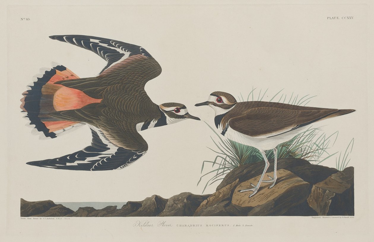 Sieweczka Kildeer, 1834. autorstwa Robert Havell