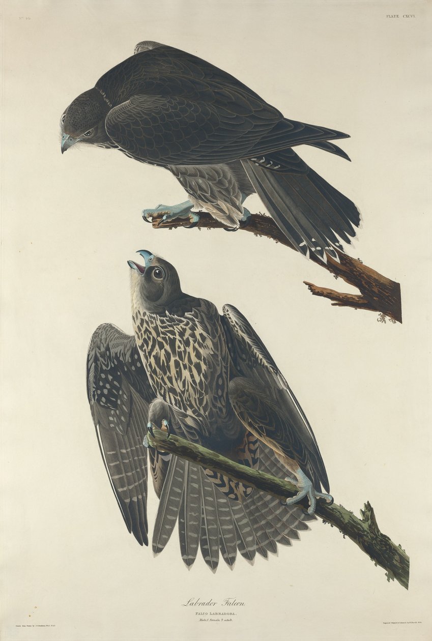 Labrador Sokół, 1834. autorstwa Robert Havell