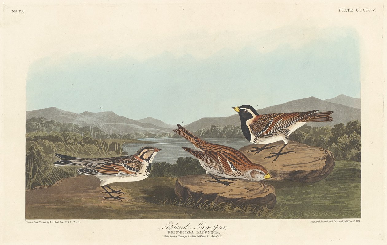 Laponia Longspur, 1837. autorstwa Robert Havell
