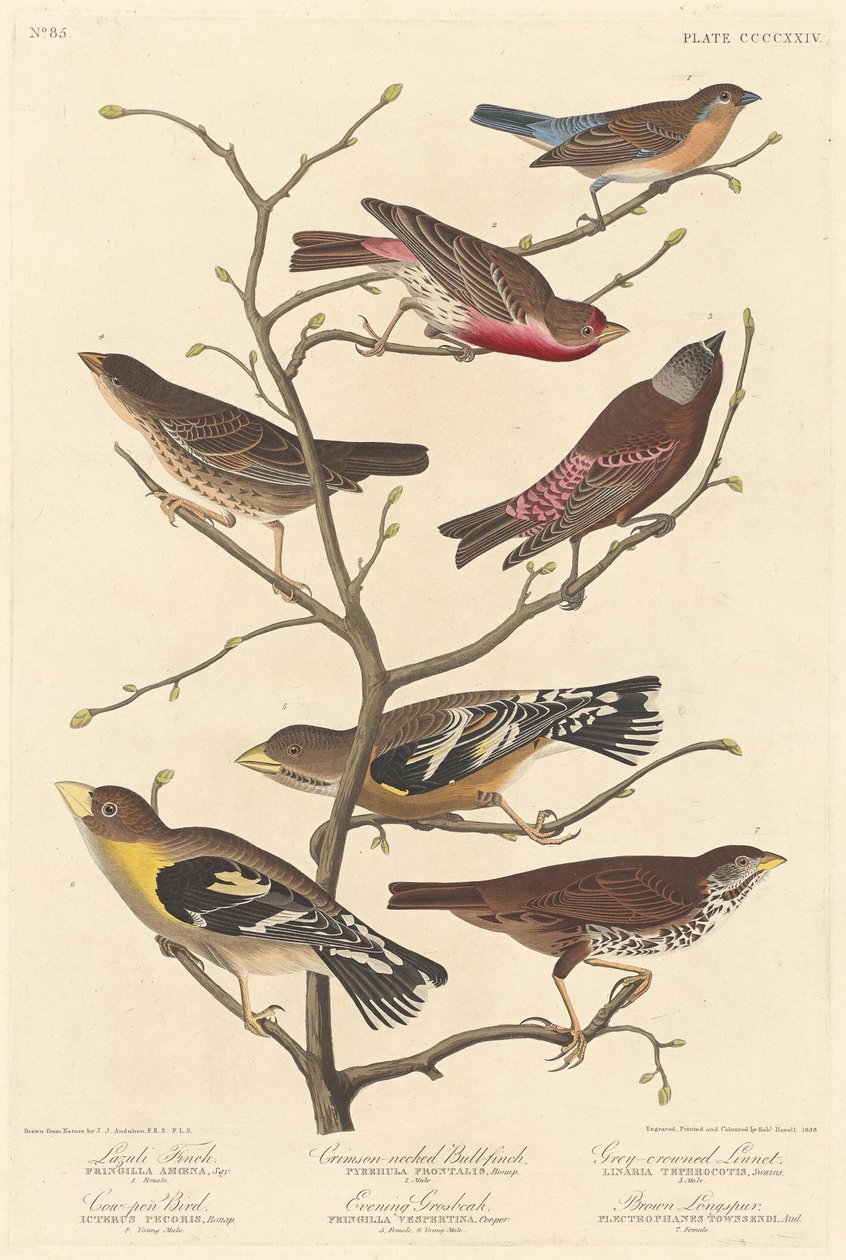 Lazuli Finch, 1838. autorstwa Robert Havell