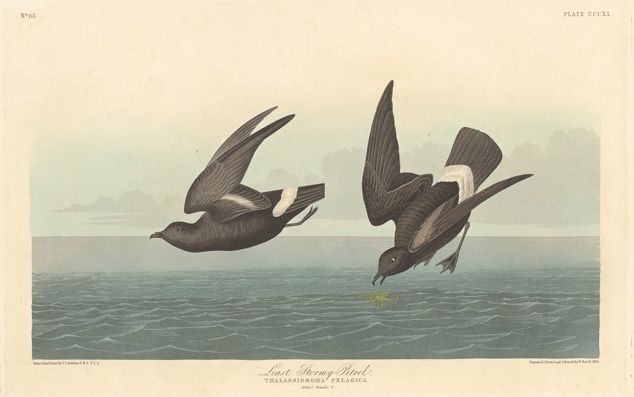 Najmniej burzliwy Petrel, 1836. autorstwa Robert Havell