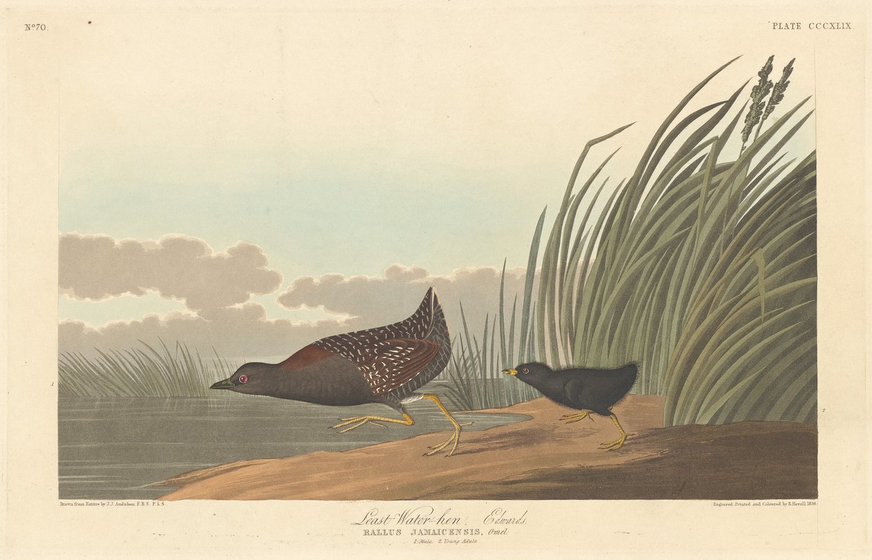 Kura wodna, 1836. autorstwa Robert Havell