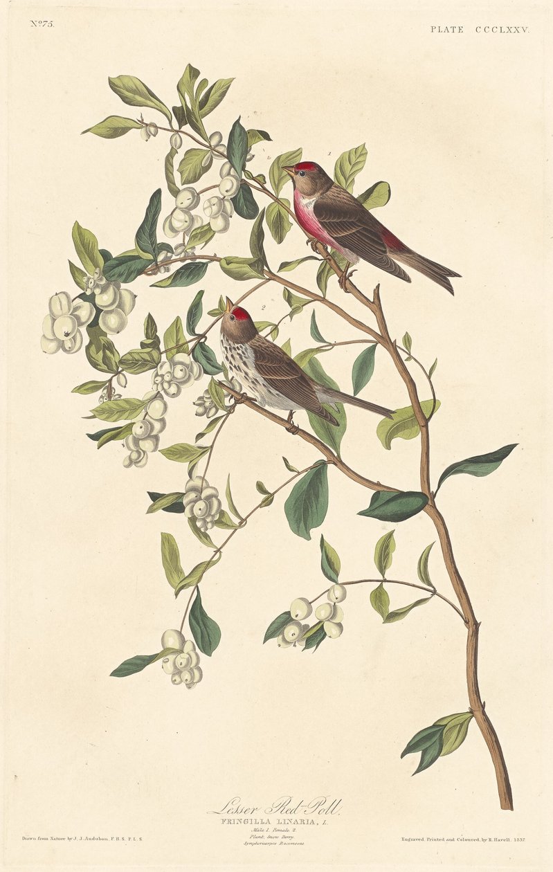 Małopolski Czerwonogłowy, 1837. autorstwa Robert Havell